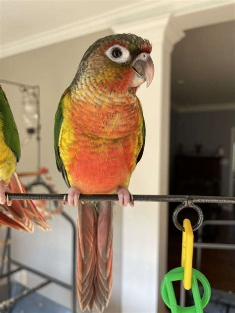 In stock. . Conures for sale